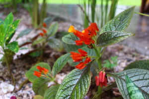 costa rican flower